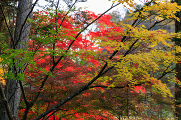 秋田県角館　秋の武家屋敷　紅葉