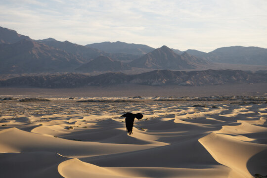 bird in the desert 