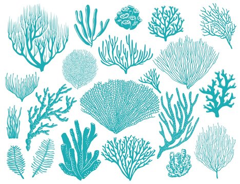 Coral Reef Or Seaweeds Vector Underwater Plants. Aquarium, Ocean And Undersea Algae Water Life Isolated On White Background. Corals Or Sea Weeds And Wracks, Laminaria, Kelp Cartoon Marine Icons Set