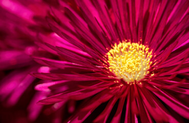 Obraz premium Red and yellow Pigface flower close-up