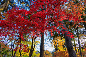 秋田県角館　秋の武家屋敷　紅葉