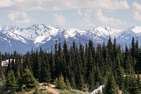 deer in the mountains