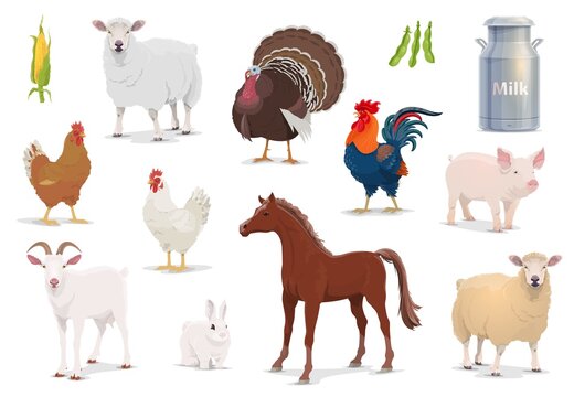 Farm animals cartoon vector sheep, turkey and cock, pig, goat and horse with chicken and rabbit. Corn, milk in tin can and bean pods, farm husbandry production, healthy eco food isolated icons set