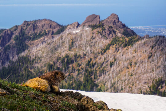 Marmot in the mountains