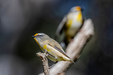 Fototapeta premium Striated Pardalotes (Striatus pardalotus) perched on tree branch