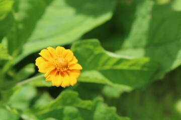 yellow flower in the garden