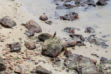 rocks on the beach with a bird