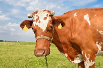 Fototapeta na wymiar Red spotted cow grazing on the field with green grass. Farm animals. Cow on farm