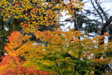秋田県角館　秋の武家屋敷　紅葉
