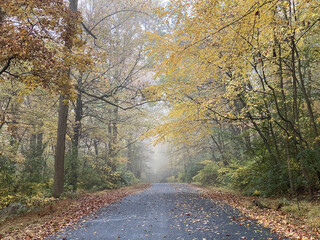 Amazing autumn landscape with paved walkway covered with fallen leaves