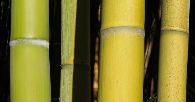 forets of exotic bamboos