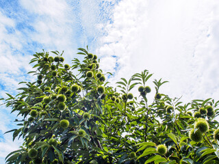 Obraz premium 栗の木