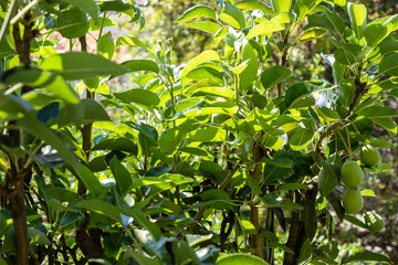 pear tree with still green fruits