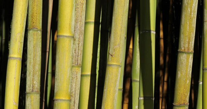 forets of exotic bamboos