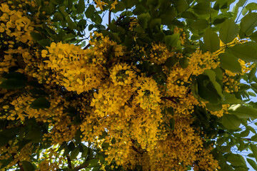 tree with yellow flowers in clusters
