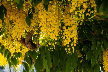 tree with yellow flowers in clusters
