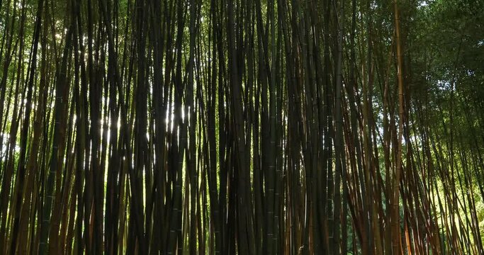 forets of exotic bamboos