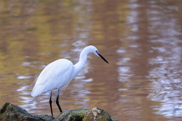 Aigrette à l'affût sur les rives d'un étang