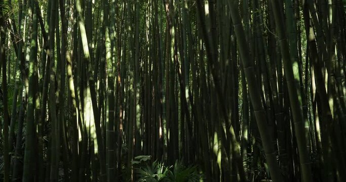 forets of exotic bamboos
