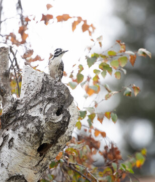 Female Ladder backed  or Nuttalls woodpecker on a birch tree