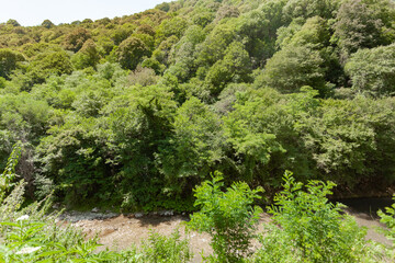 Fototapeta na wymiar green trees on the mountain, below the flowing narrow river, used as a backdrop