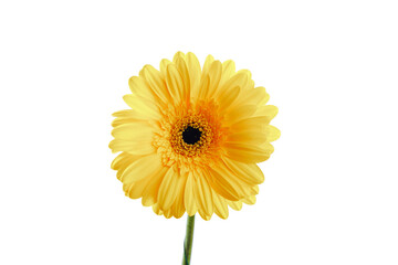 yellow gerbera flower, isolated on white, close-up view