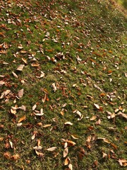 autumn leaves on the ground