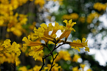 Golden trumpet tree or Yellow ipe tree (Handroanthus chrysotrichus) on tropical rain forest