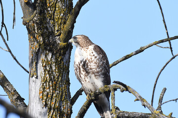 Red-tailed Hawk perched on a branch in the forest under a blue sky