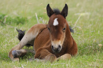 horse and foal