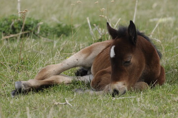 Naklejka na ściany i meble horse and foal