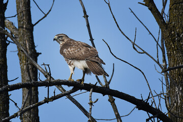 Red-tailed Hawk perched on a branch in the forest under a blue sky