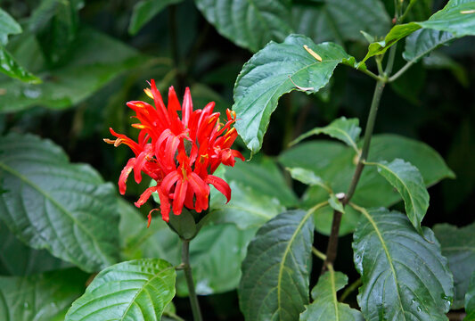 Cardinals guard flower (Justicia coccinea or Pachystachys coccinea) on tropical rainforest  