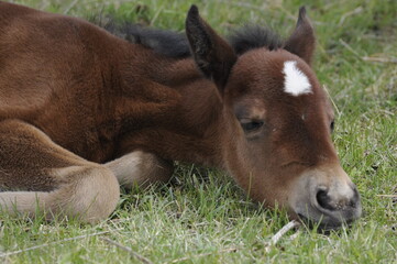 foal and mother