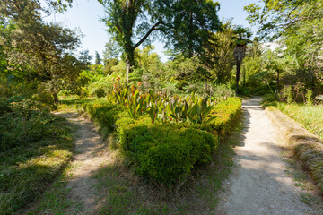 Two paths diverge in different directions along the green vegetation