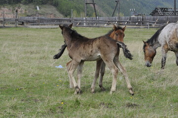 mare and foal