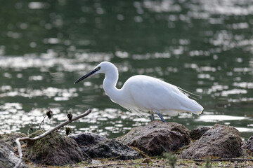 Aigrette à l'affût sur les rives d'un étang