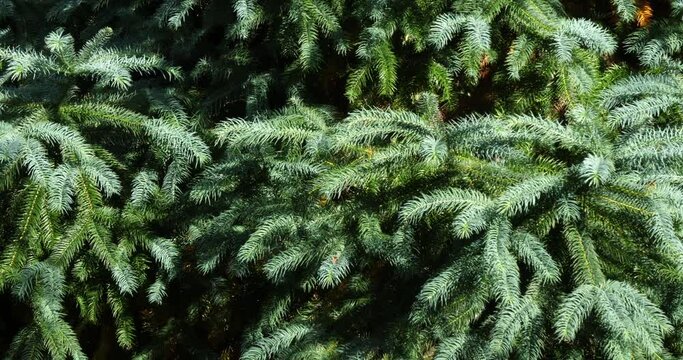 Cunninghamia, species of evergreen coniferous trees in the cypress family Cupressaceae