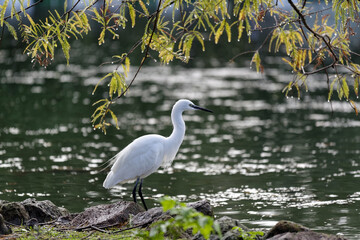 Aigrette à l'affût sur les rives d'un étang