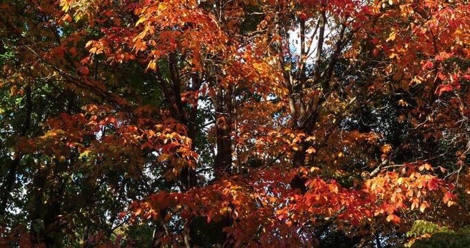 Nyssa sylvatica during the Autumn season