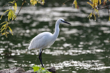 Aigrette à l'affût sur les rives d'un étang