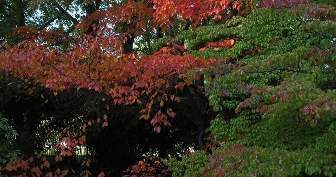 Nyssa sylvatica during the Autumn season