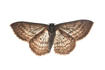 Moth bottom side on a glass surface