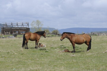 horse and foal