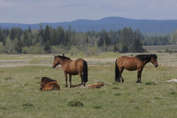 horse and foal