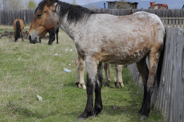 two horses on a meadow