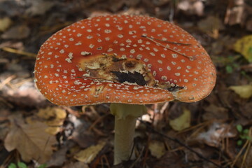 fly agaric mushroom