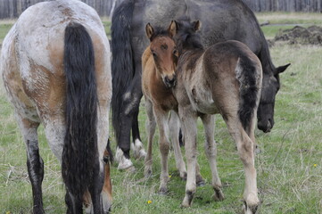 donkey and foal
