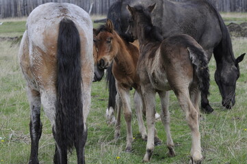 foal and parent