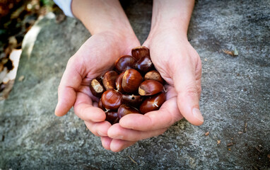 Chestnuts in two joining hands, beautiful brown color above a grey rock.